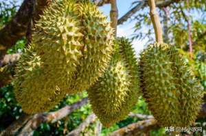 榴莲在河南可以种植吗(榴莲赚钱只能在南方种，而1斤30多元车厘子，你家乡或许就能种？)