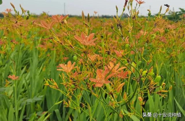 中药材射干种植技术探讨