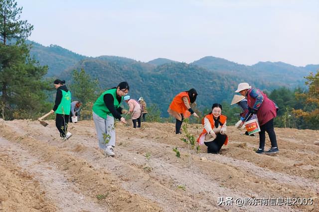 镇远县大地乡：青年志愿者种植太子参助农稳增收