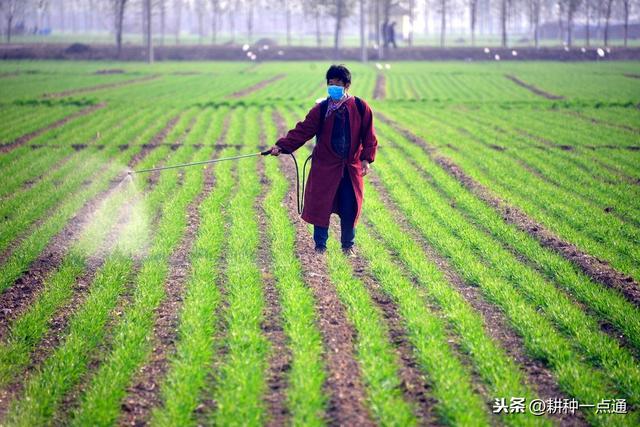 小麦高产种植技术及病虫害防治技术研究