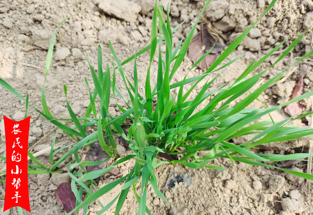 小麦出苗后，除草剂先别着急打，3种特殊情况，啥时候除草最佳？