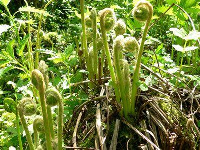 春天是采摘野菜野果的时候，还记得那些大饱口福的野菜野果吗？