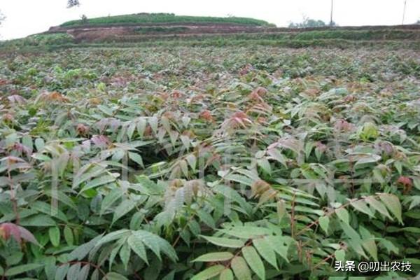 香椿栽培管理技术，讲一下香椿芽如何种植，怎么让香椿芽采摘长