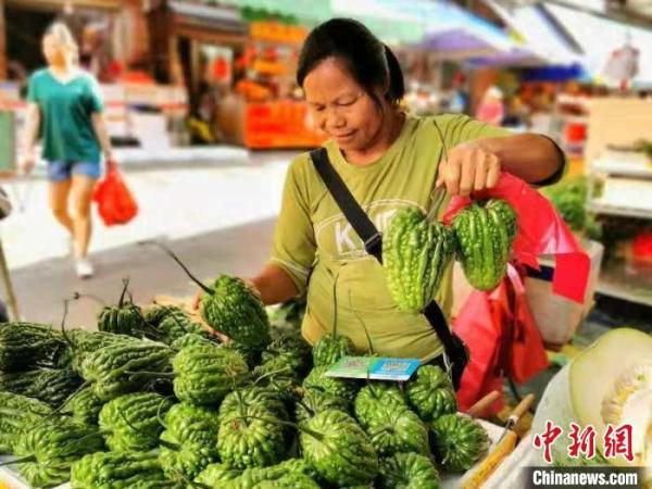 广东侨乡江门“柿饼蒂”苦瓜让农户尝到了“甜头”