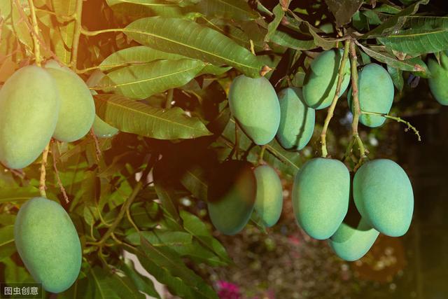 8-9月高温多雨，芒果炭疽病盛发期，如何防治才能保产保丰收？