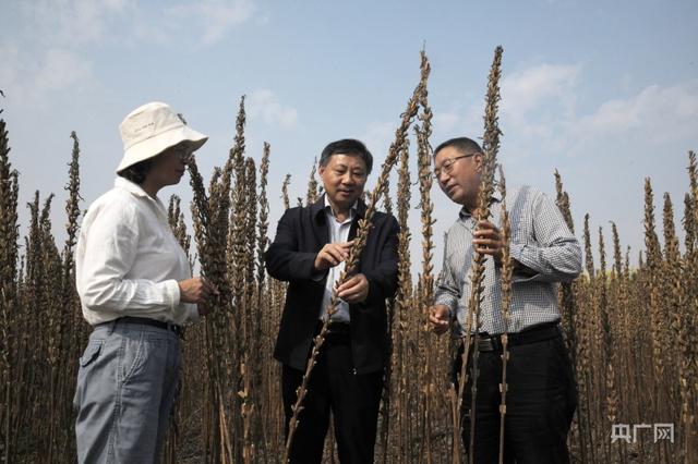 国内首个宜机收芝麻丰收