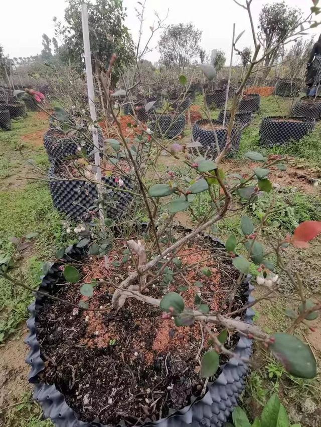 盆栽蓝莓想要不断开花结果，这几点要提前了解，否则存活都难