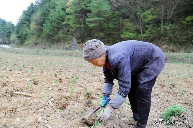 【民生动态】小小野菊花铺“开”致富路