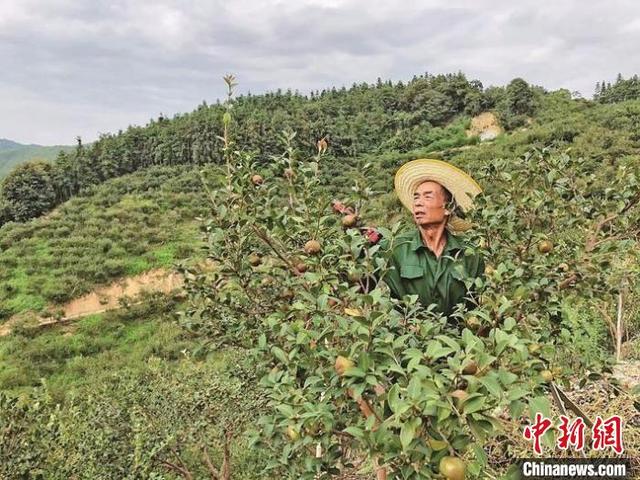 （乡村行·看振兴）“中国油茶之乡”福建尤溪端稳“金油瓶”