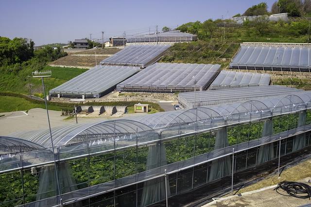 日本葡萄种植者一年能挣多少钱，每年赚取高额利润就是这样做的