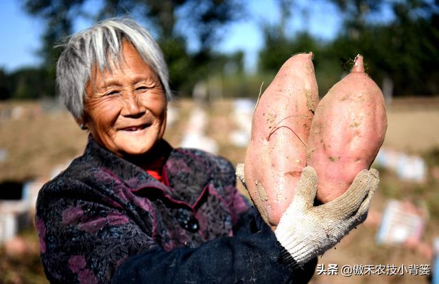 种一亩地要花多少钱？玉米、花生、红薯高产种植肥药方案给你答案