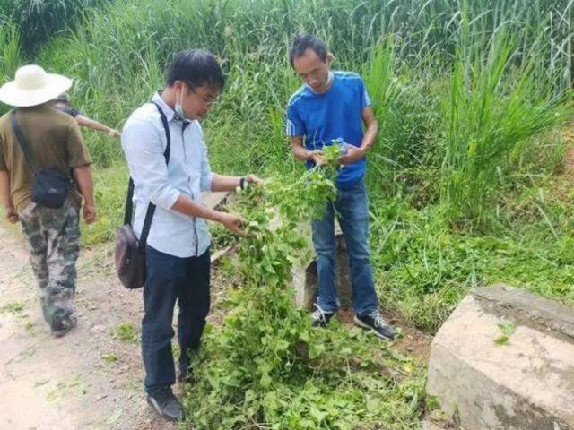 薇甘菊——“疯狂”的植物杀手