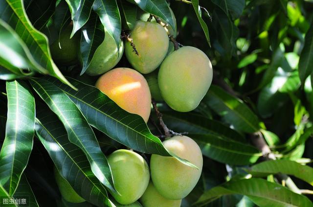 8-9月高温多雨，芒果炭疽病盛发期，如何防治才能保产保丰收？