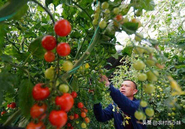 大棚番茄种植技术，你知道吗