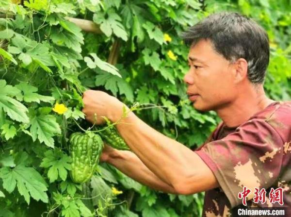 广东侨乡江门“柿饼蒂”苦瓜让农户尝到了“甜头”