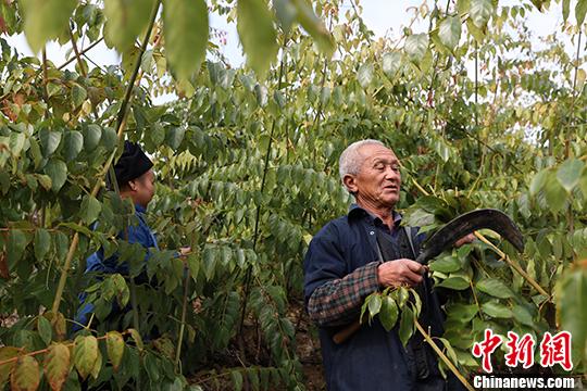 贵州剑河钩藤中药材市场购销两旺