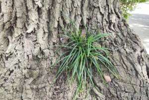 麦冬的种植技术及时间(小小麦冬草，在家如何种植养护)