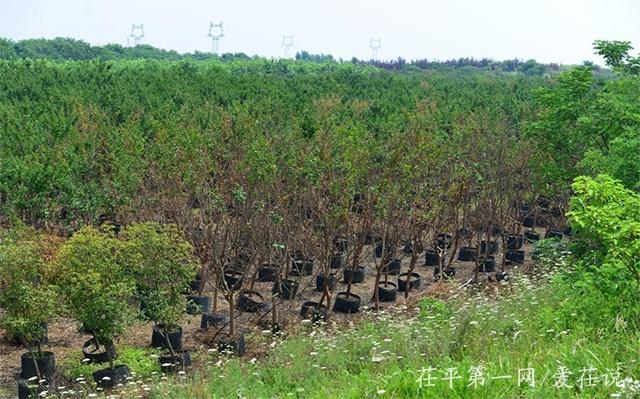 垃圾场长出“移动森林”，4万株盆栽苗木郁郁葱葱成景观