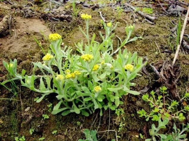 春天是采摘野菜野果的时候，还记得那些大饱口福的野菜野果吗？