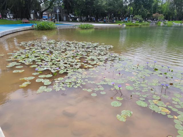 水生植物栽培方案及标准