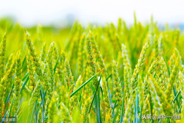 小麦高产种植技术及病虫害防治技术研究