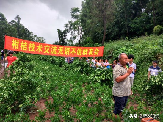 都知橘子好吃，橘子种植技术，大获丰收