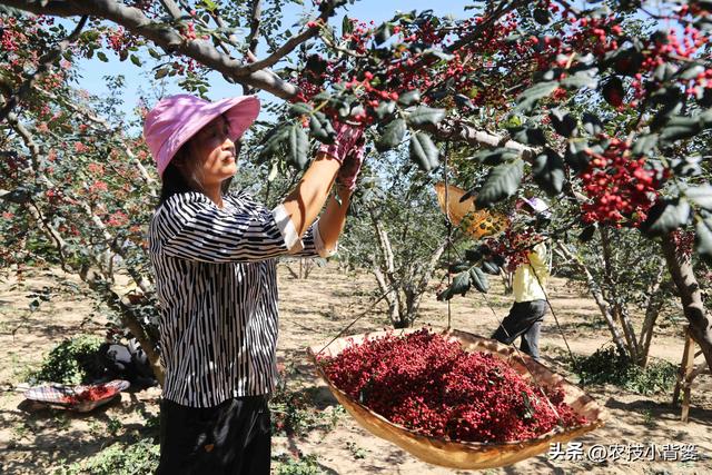 怎样才能种植出好花椒？花椒怎样采种、播种、育苗、定干？