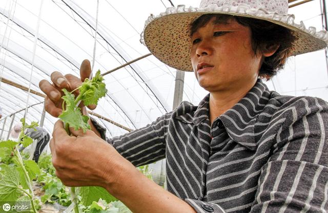 甜瓜种植技术，掌握了方式方法，发家致富不再是梦