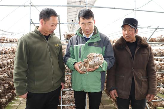 三门峡市香菇种植带头人任章云：科学种植香菇 步入小康生活