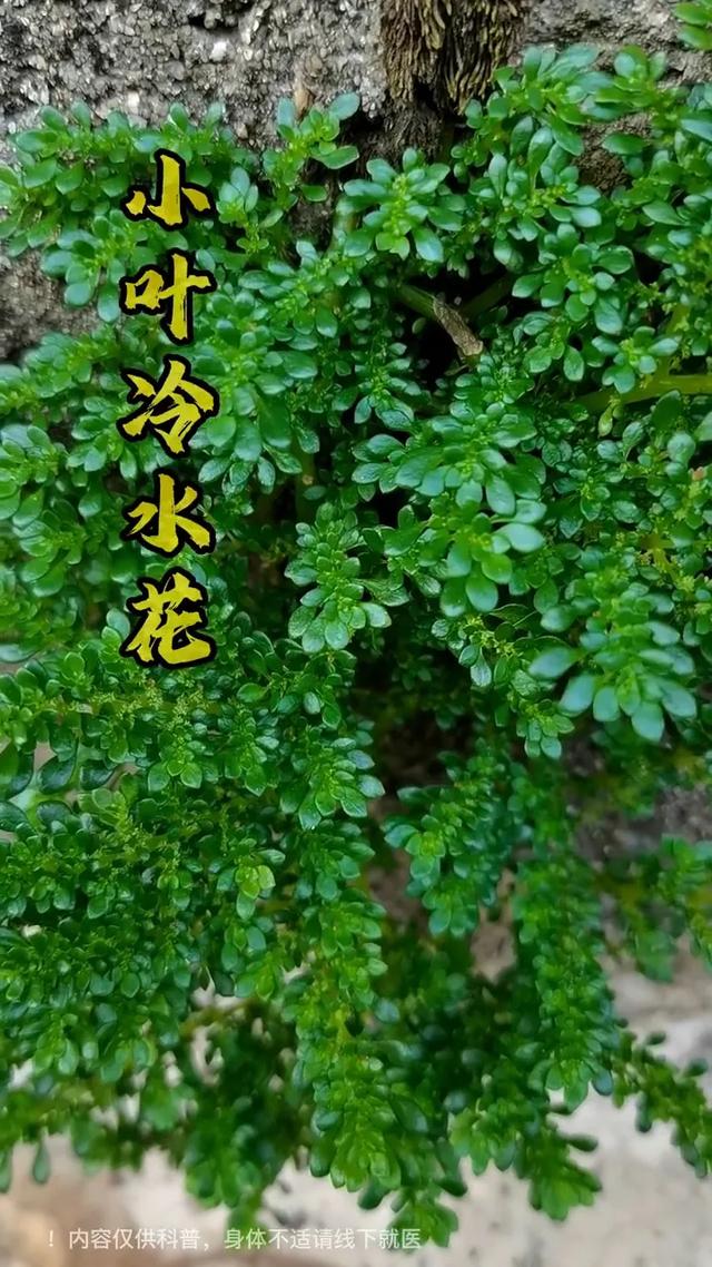 独特而迷人的小精灵：小叶冷水花（透明草）