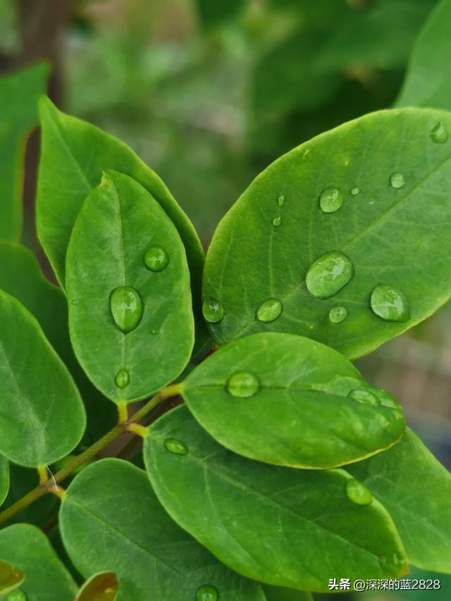 种植日记 终结篇