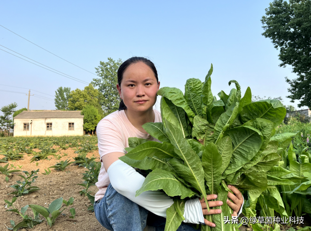 养猪、养家禽的营养高产牧草，几十块钱收15吨鲜草，种植简单