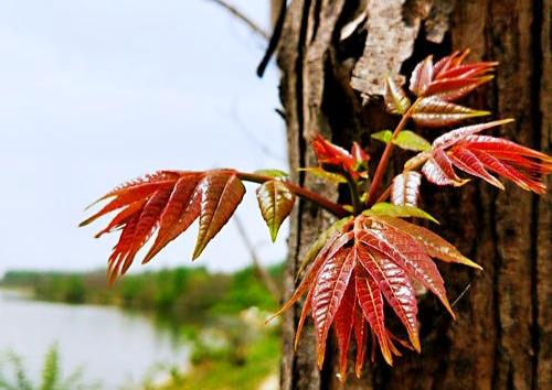 “树上蔬菜”香椿，如何栽培管理才能提早上市，卖出100元高价！