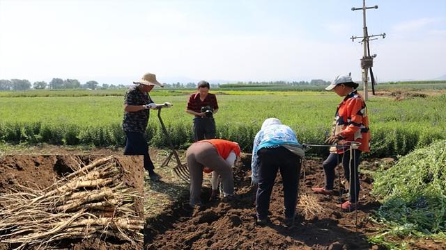 干旱地区，中药材种植，分享5个容易种植的品种