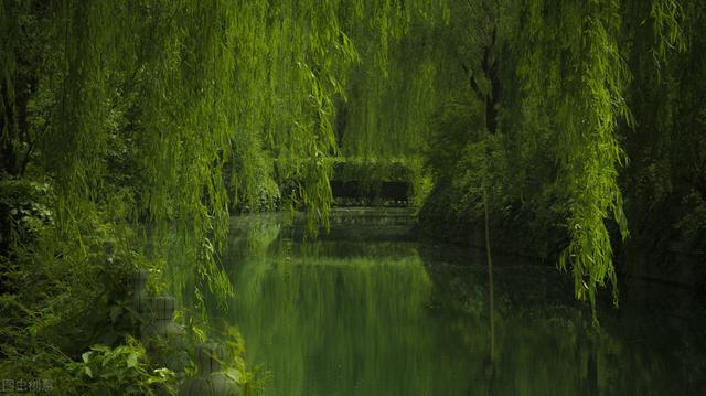 柳树人工林的造林技术你知道吗？这几点很关键，来了解下吧