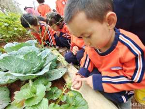 幼儿种植观察(会泽县第一幼儿园：“幼”见草莓成长记)