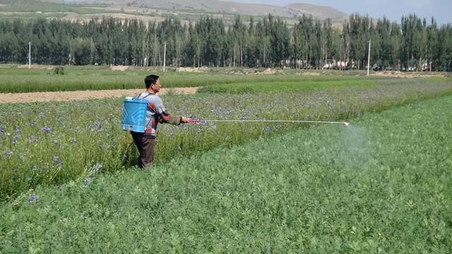 干旱地区，中药材种植，分享5个容易种植的品种