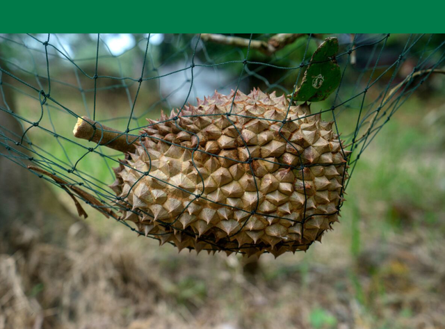 本土种植能解决榴莲消费的进口依赖吗？