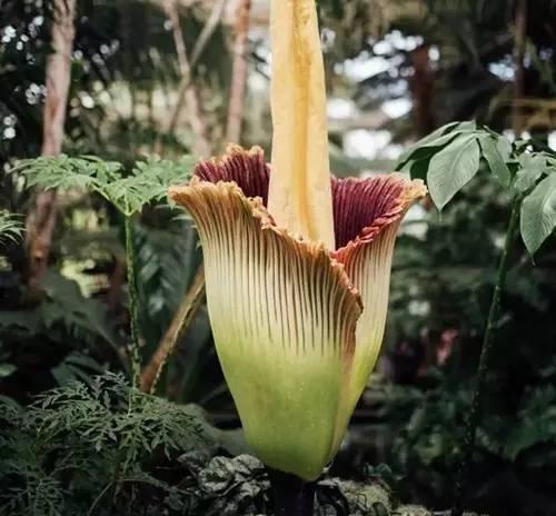 海芋、魔芋、香芋，它们都属于芋头家族吗？