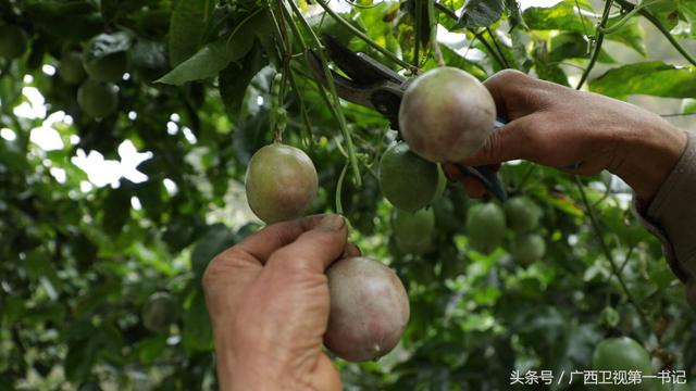 神奇迷人古村落：“鱼花村”里百香果，茶花树下土鸡多...