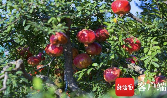 稀有水果、一年可开花结果多次！乐东成功引种嘉宝果