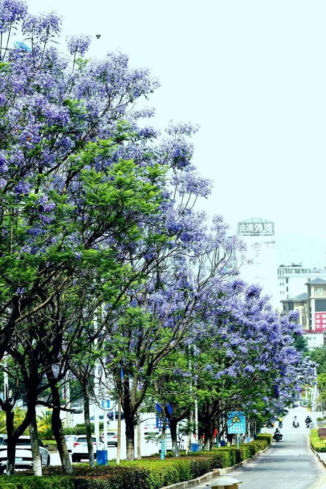 曲靖经开区1000余棵蓝花楹竞相盛放 紫色浪漫扮靓城市