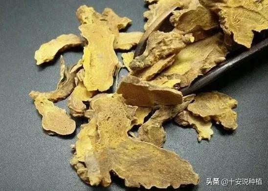 中药材射干种植技术探讨