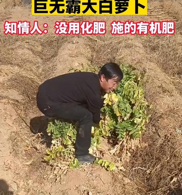 云南大理农户种出30斤的巨无霸白萝卜，施用有机肥，怎么种出的？