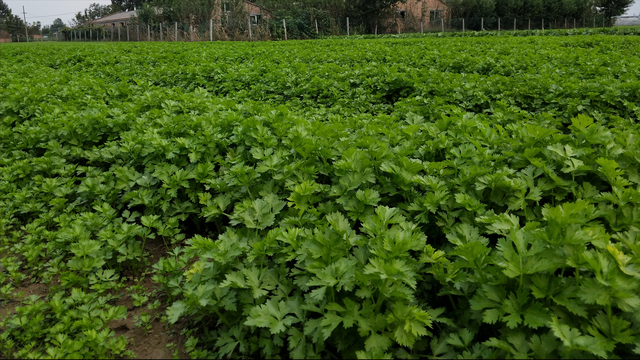 种芹菜，巧施钙和硼，产量高，还能防干烧心，方法很关键