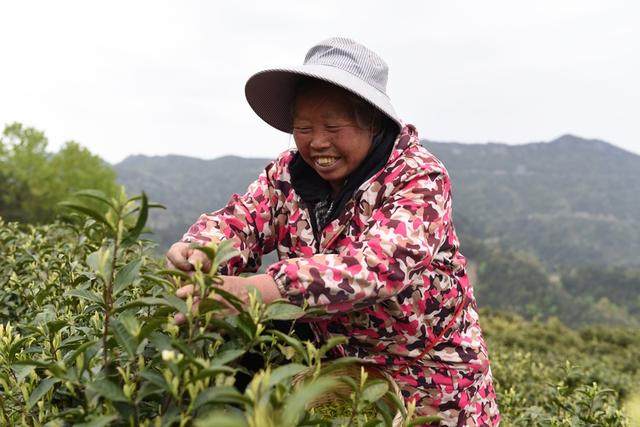 思南瓮溪镇：万亩白茶沁满山 千人采摘笑开颜