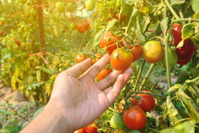 6月份，别忘了种植8蔬菜，热天产量越高，能吃上一夏天