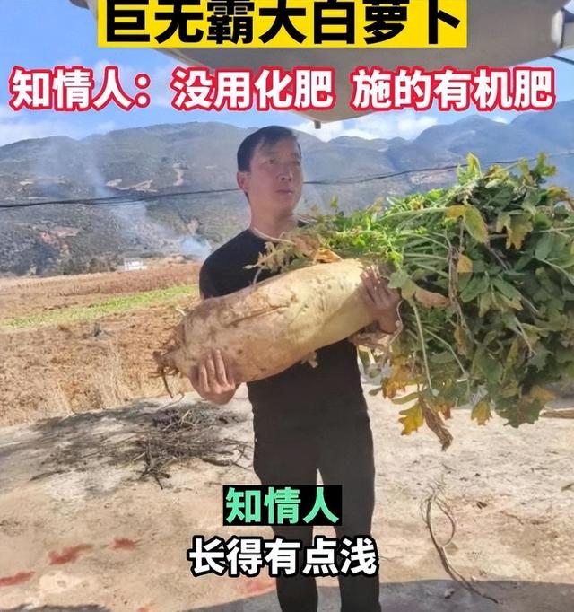 云南大理农户种出30斤的巨无霸白萝卜，施用有机肥，怎么种出的？