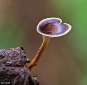 野生灵芝和种植灵芝的功效区别(医院买到的灵芝是属于哪种灵芝？一次给您说明白)