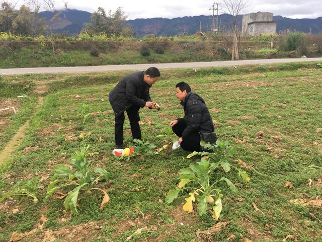 如何让小洲头菜生长健壮？植物学博士走进基地来支招